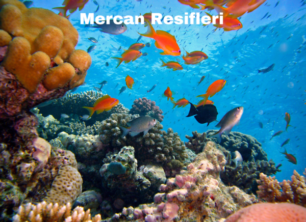 Mercan Resifleri Nedir? En İyi Nerede Görülür? - Yat Reyonu
